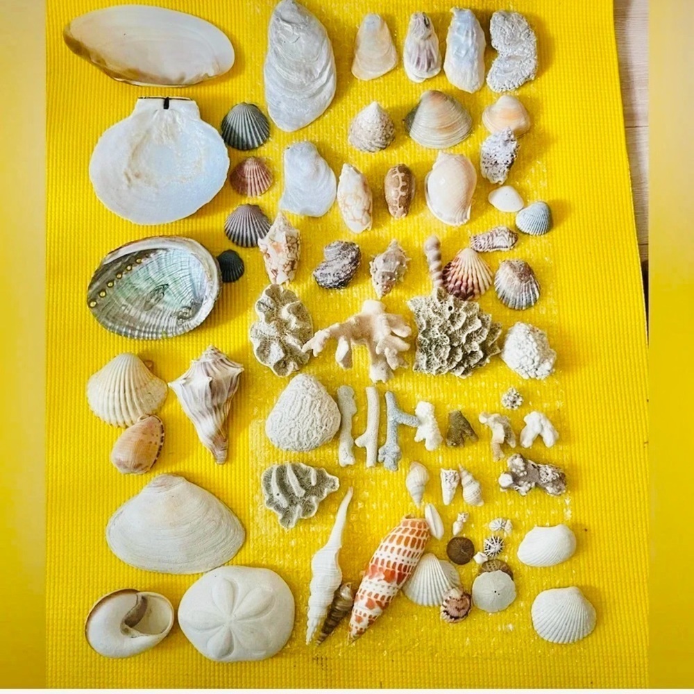 Huge Collection Sea Shells Scallop Conch Mitra Conus Abalone Coral Clams Oyster